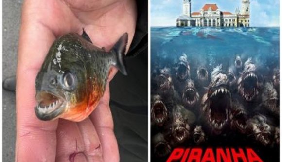 Úgy néz ki, nem kell piranhatámadástól tartania annak, aki Váradon bemerészkedik a Sebes-Körösbe
