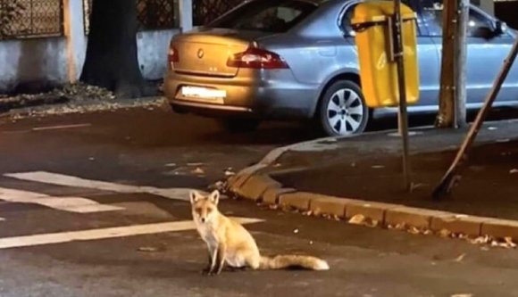 Látott már rókát államelnöki palota közelében? Ha nem, itt az alkalom!