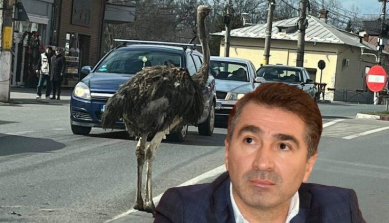 Hírmix: nem találják a szökésben lévő politikust, de találtak egy szökésben lévő struccot