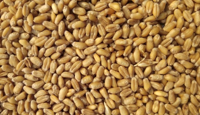 Kártérítik a gabonaválságban rosszul járt gazdákat, késsel fenyegetőzött egy diák – csütörtöki hírmix