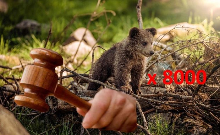 Szombati hírmix: több mint 8 ezer medve él Romániában, bíróságok, ügyészségek zárhatnak be a jövőben