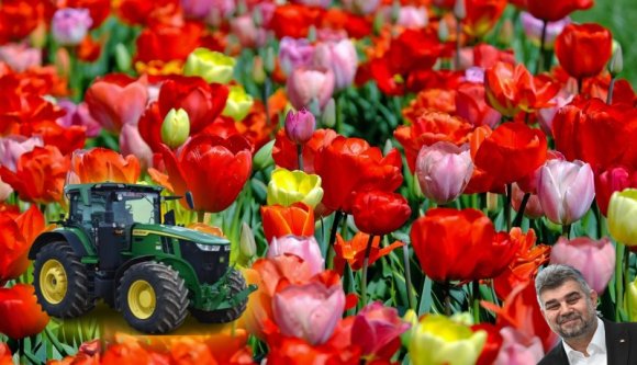 700 ezer tulipánhagymát ültettek el Kolozsváron a tavaly ősszel - hírek pénteken