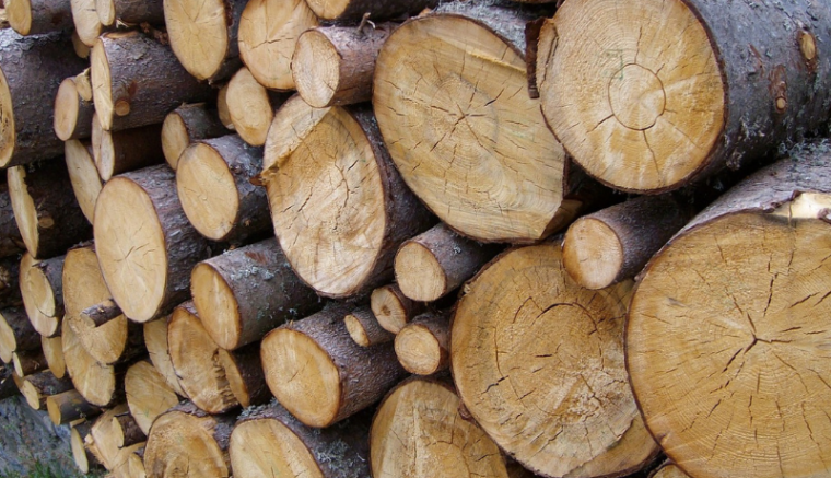 Nem szűnt meg a megélhetési fatolvajlás Székelyföldön, csak átalakult 