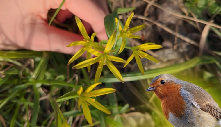 Mi lapul a fán és alatta? – madár- és növényhatározó alkalmazást teszteltünk