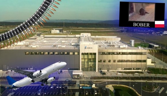 Kizárták az Eb-keretből a magyar tornászfiú bántalmazóit. Júniustól Nagyváradról repülhetünk Varsóba - hírmix