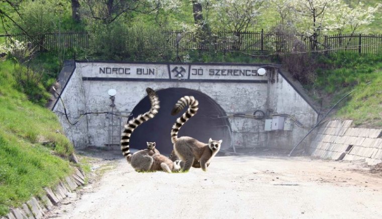 Gyűrűsfarkú makit lopott valaki Călărași-ban. Holnap nyit a Parajdi Sóbánya - hírmix