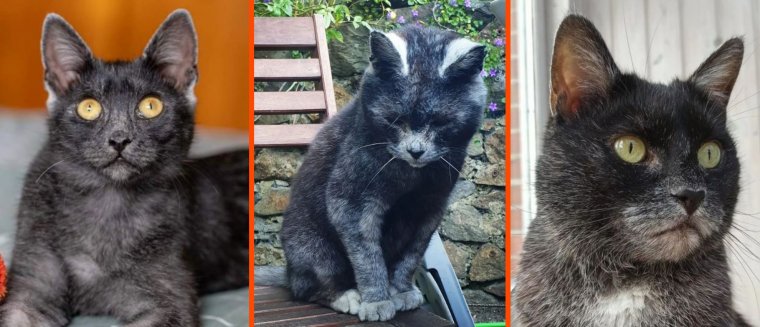 Itt az új erdélyi macskafajta: cuki és titokzatos