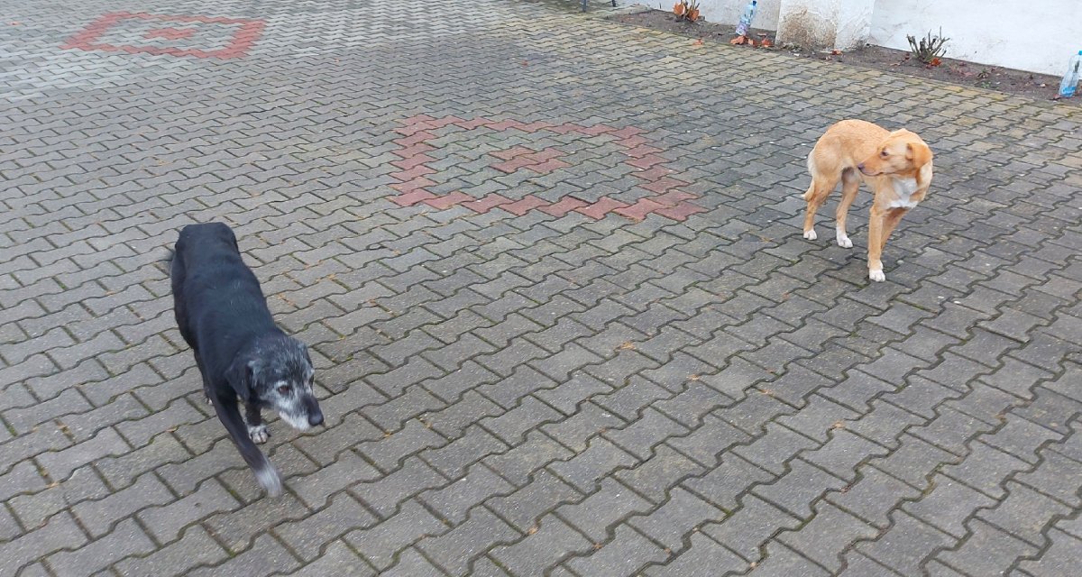 Rég nem láttam kóbor kutyákat jártomban-keltemben. A báznai gyógyfürdő területén viszont vannak! És amint a képről is lerí, egyáltalán nem vérszomjasak. Inkább éhesek. 