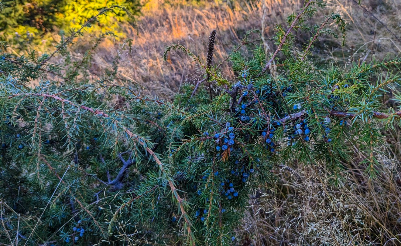 Juniperus communis, azaz közönséges boróka. 