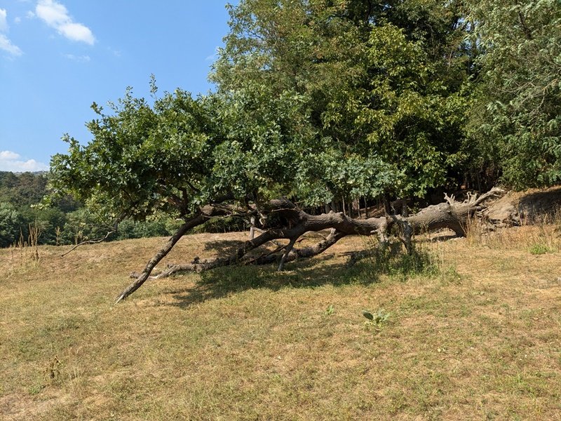 A kidőlt, félig kiszáradt tölgy 