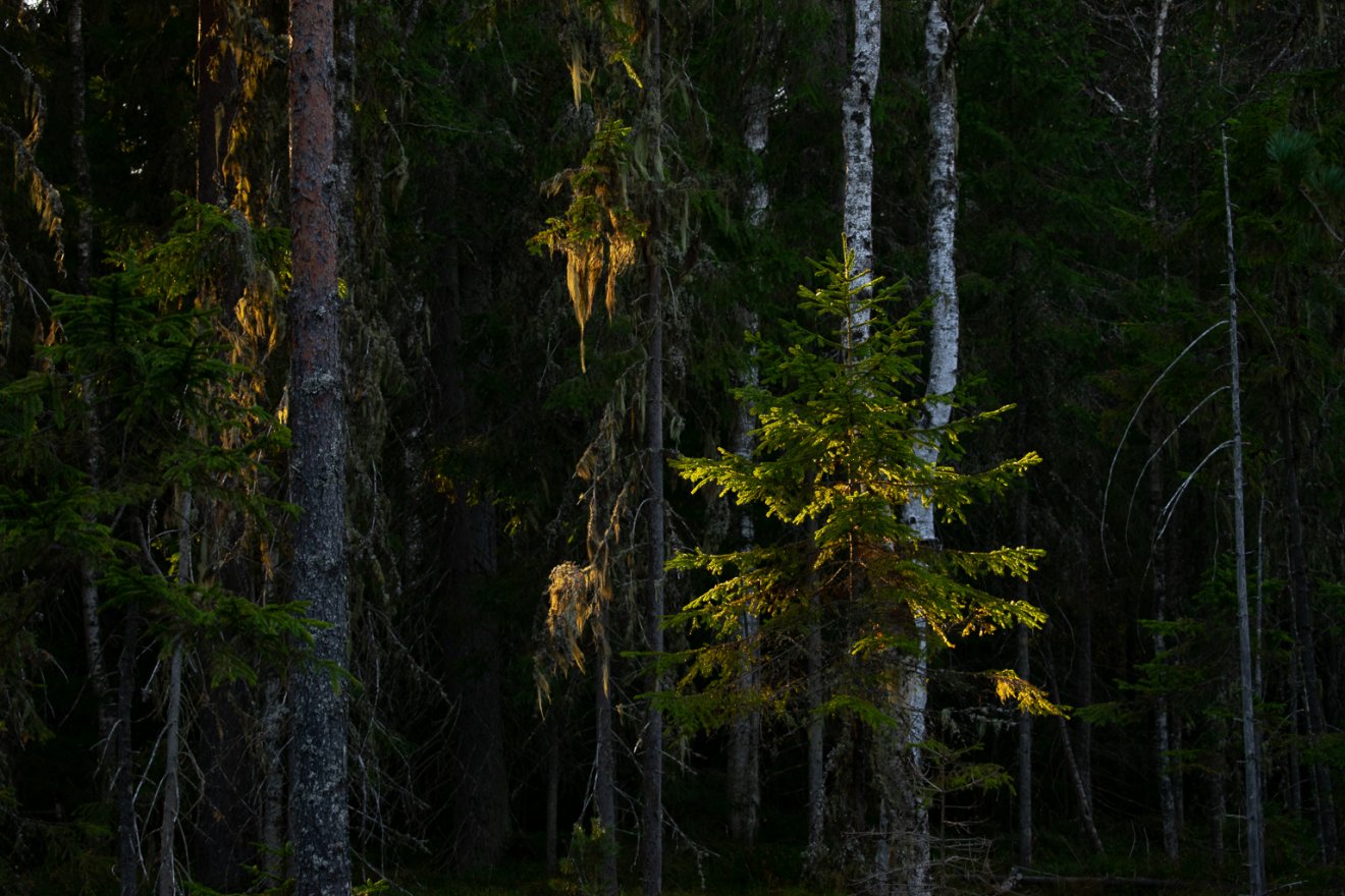 Pinus sylvestris (erdei fenyő) és Picea abies (lucfenyő), valamint Usnea sp. (szakállzuzmó faj). 
