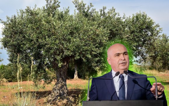 Ilie Bolojan Románia ideiglenes elnöke. Autószámra lopnak olajbogyót román állampolgárok Spanyolországban – hírmix