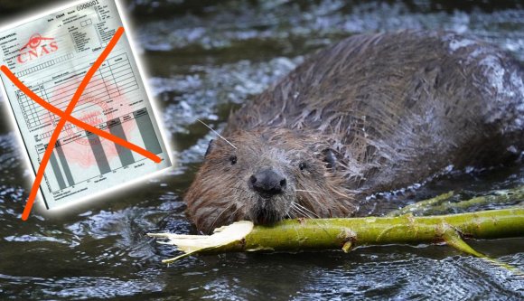 A halak után a hódok is pusztulnak a Kis-Küküllő mentén – hírek csütörtökön
