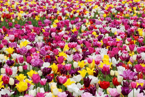 Ezernyi tulipánt rendelt egy nőnek egy kolozsvári férfi és más nőnapi hírek