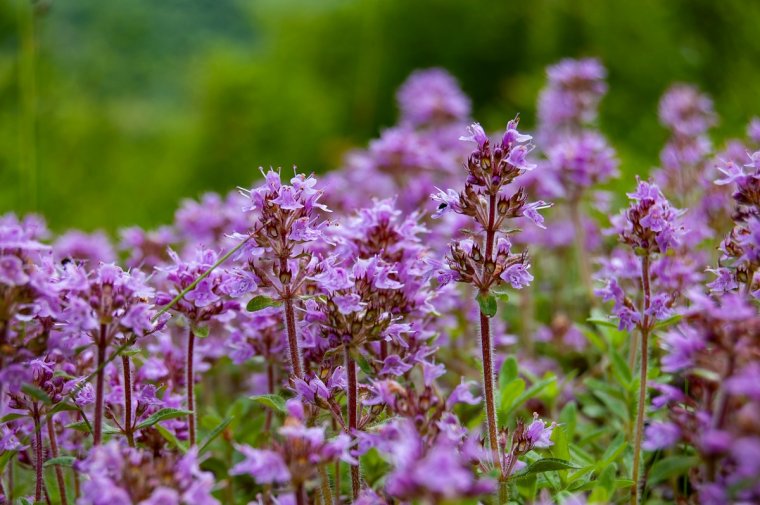 Mit együnk-igyunk az erdőből? – fogyasztható vadnövények hasznosítása a mindennapokban