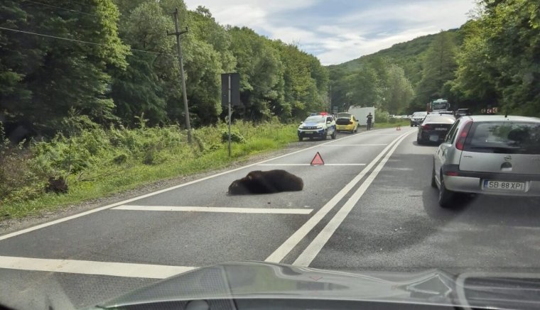 Életfogytiglanit kaptak a magyar nőt agyonverő kerítők, megint halálra gázoltak egy medvét – hírek vasárnap