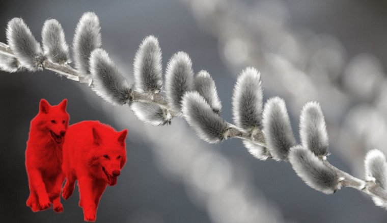 Mi köze az óriásfarkas „feltámasztásának” a virágvasárnaphoz?