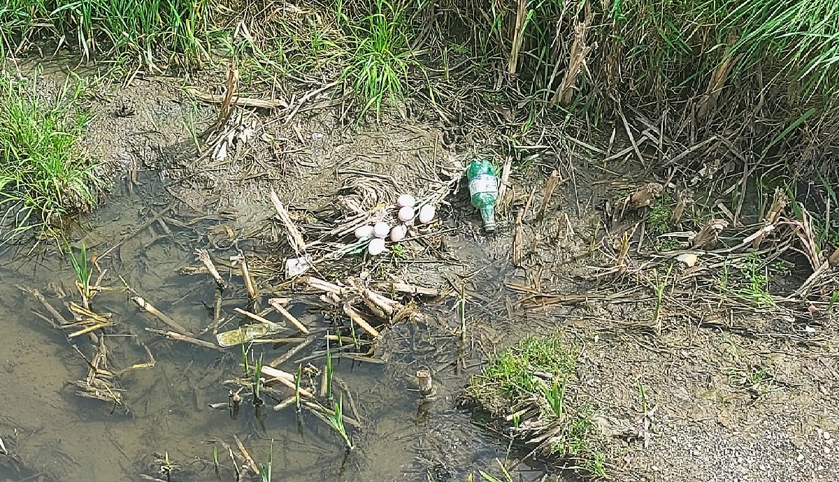 Húsvét szombatja: a városon átcsordogáló patakban (ha nem tévedek, a Kakas-patakról van szó) ott hever egy tojással tele ág. Meg egy visszaváltható söröspalack, amely már a hétfői locsolásra utal. 