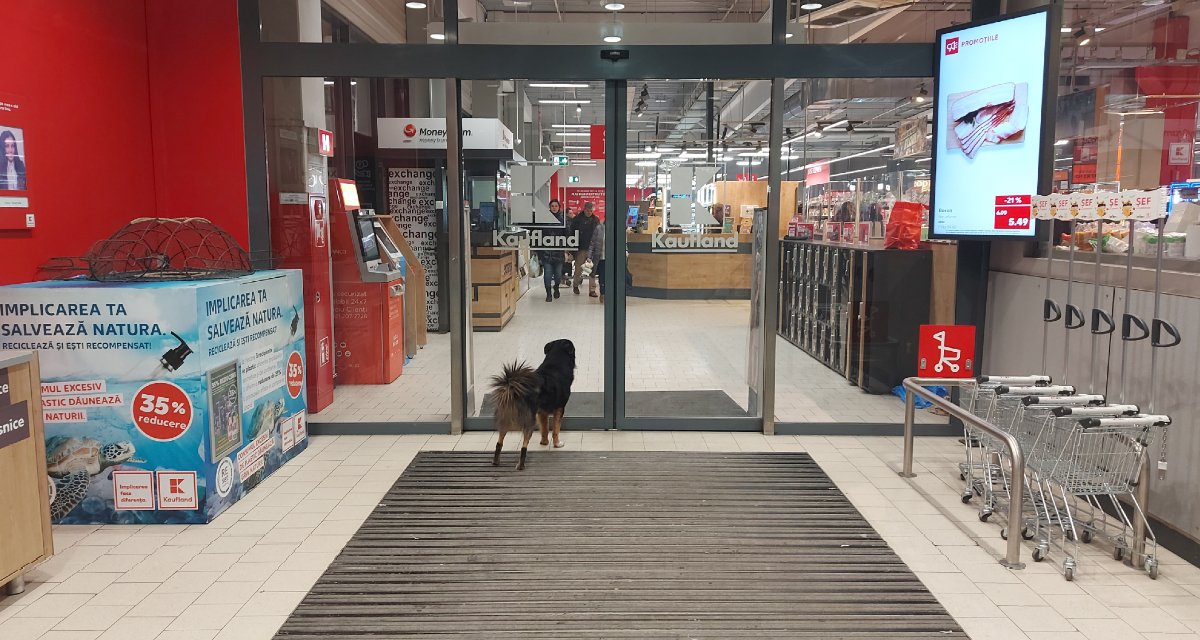Amikor a kóbor eb is a Kauflandba jár bevásárolni. 