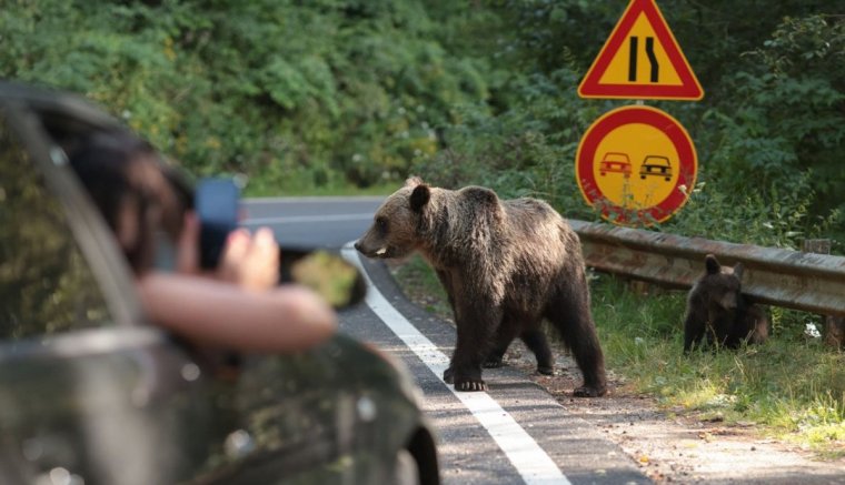 Újabb külföldi motorosra támadt rá egy medve a Transzfogarasi úton – hírek vasárnap