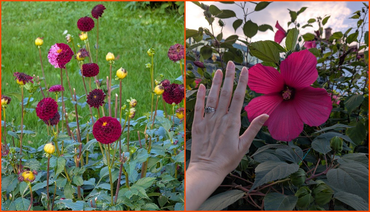 Néhány különleges színű dália. Hatalmas hibiszkusz, a szerző kezéhez viszonyítva. 