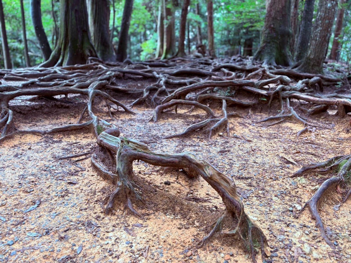 Őserdő alulnézetből a Kurama-hegyen. (Fotó: Varga Brigitta) 