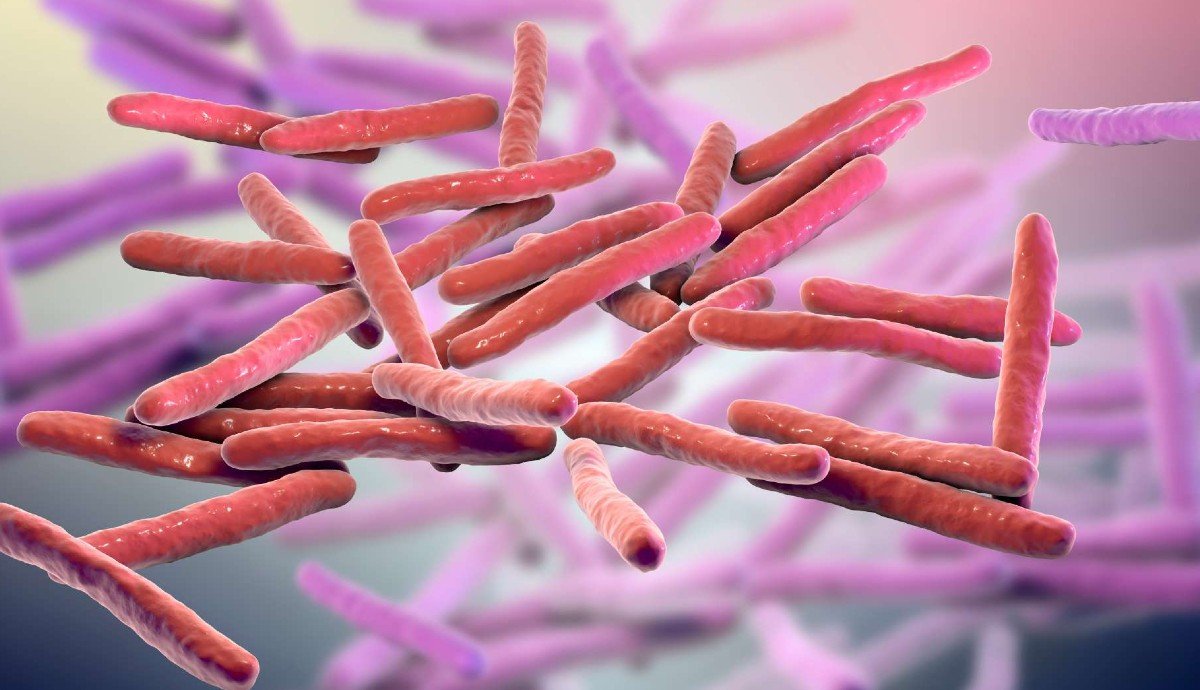 Mycobacterium leprae baktérium / Forrás: Floridai Egyetem 