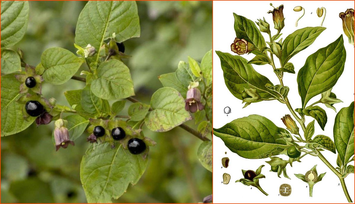Nadragulya 