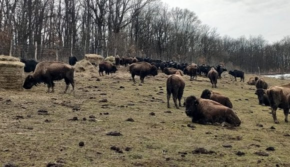 Több száz állattetemre bukkantak egy Kolozs megyei bölényfarmon – hírek szombaton