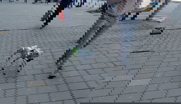 Itt a jövő: robotkutyák jelentek meg Erdély szívében. De mit csinálnak?