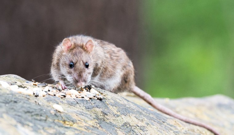 Patkányság országa