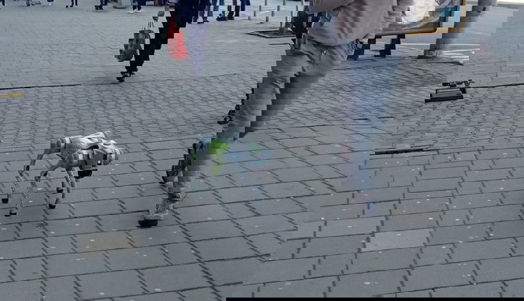 Itt a jövő: robotkutyák jelentek meg Erdély szívében. De mit csinálnak?