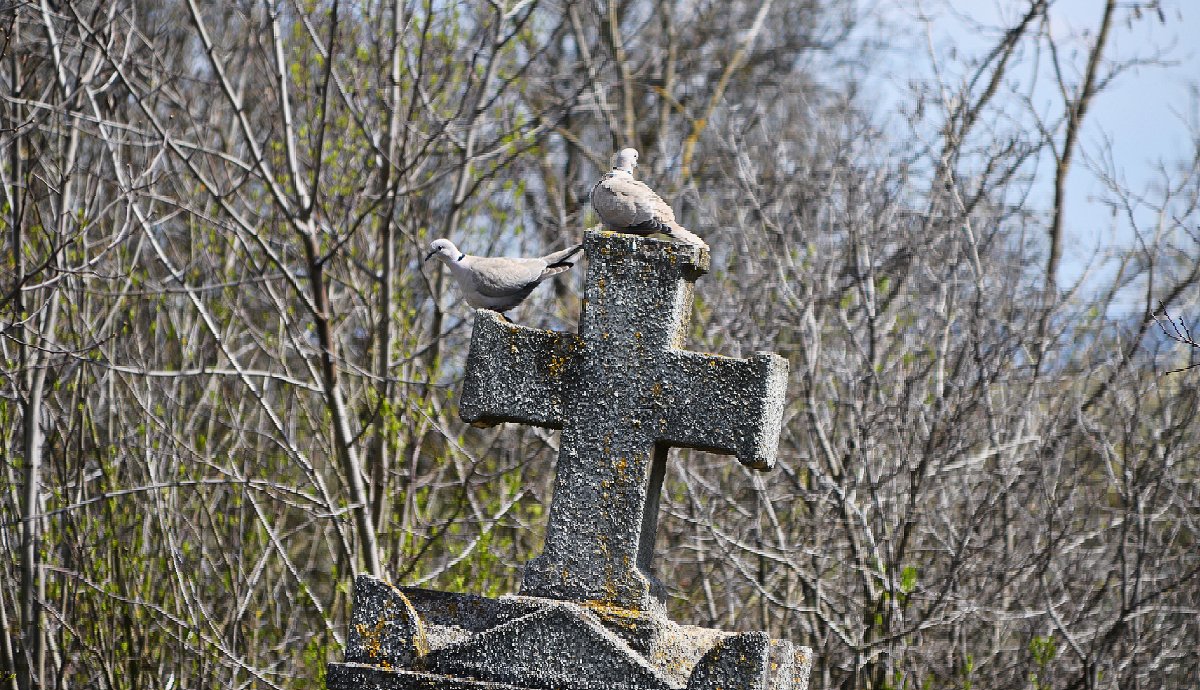 Szerelmes balkáni gerlepár egy sírkövön. 