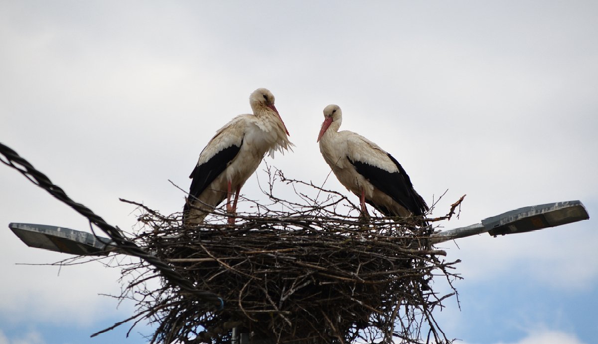 Gólyapár az egeresi utca fölött. Sok gólyát láttam költeni a környéken. Jó jel. 