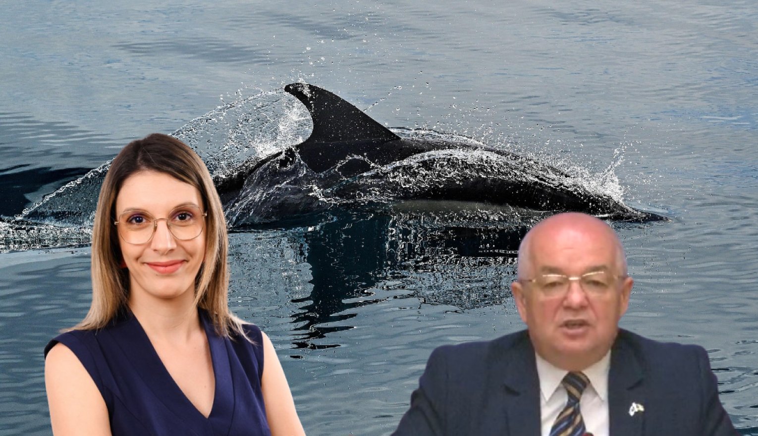 Vasárnapi jó hír: a parti őrség delfineket, cápát és tokhalakat mentett!