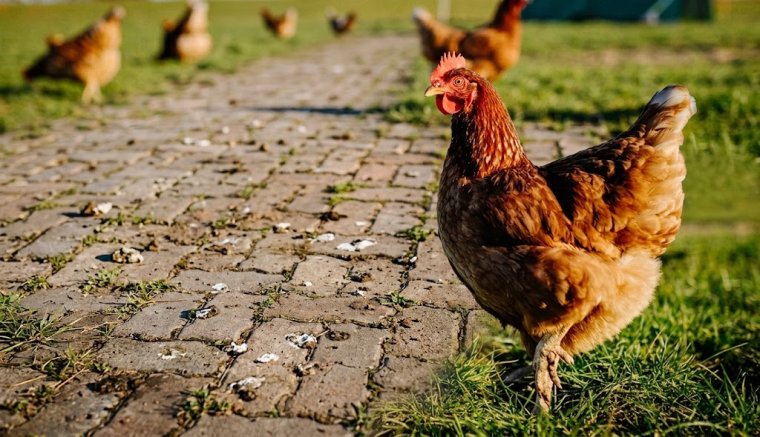 Ötszáz lejre bírságoltak egy asszonyt, mert a szomszédba átszökő tyúkjai odarondítottak a térkőre – hírmix