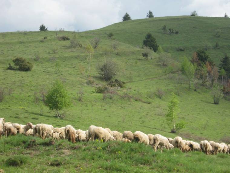 Támogatásokban részesíti tagjait a Ditró Közbirtokosság