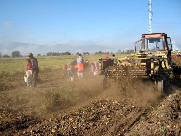 Jó-közepes a pityókatermés Gyergyóban