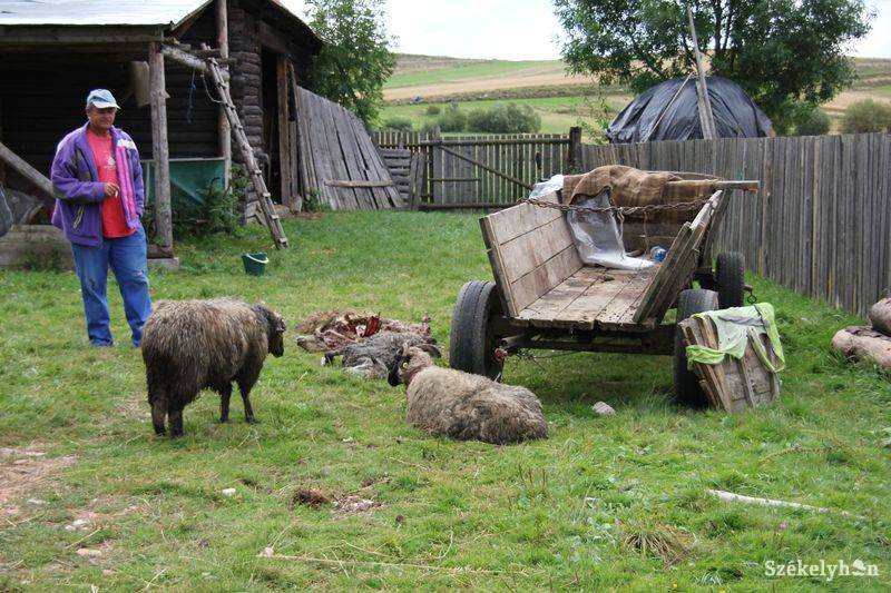 • Fotó: Pethő Melánia