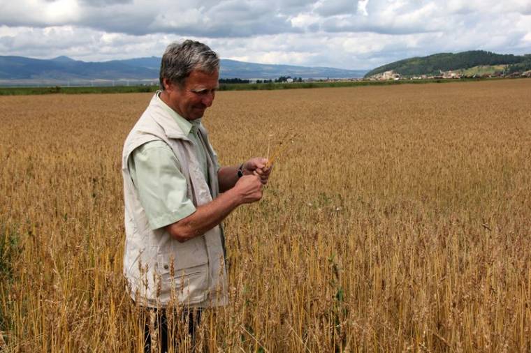 Jég verte el a terveket