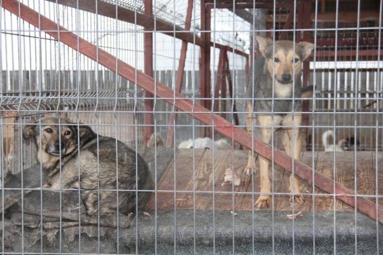 A karantén nem oldotta meg a kóborkutya-problémát
