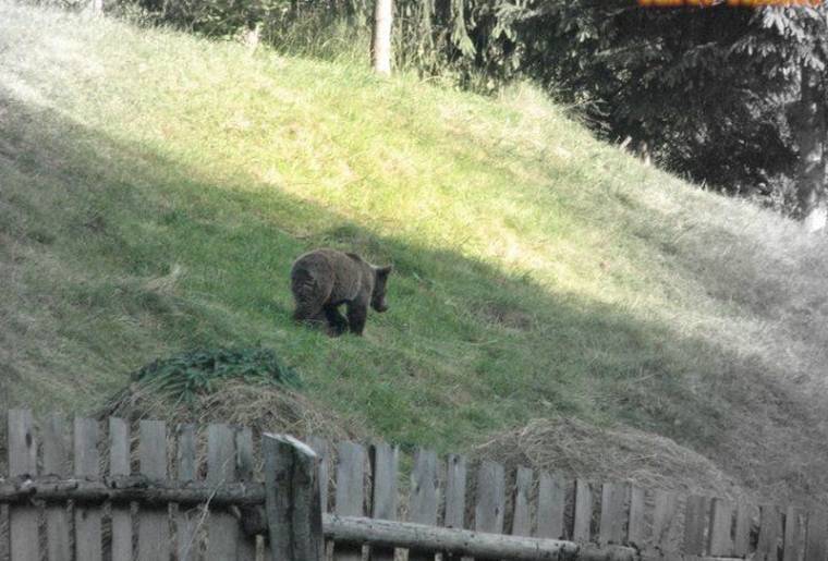 Egyre bátrabbak a medvék