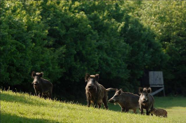 Garázdálkodó vaddisznók a határban