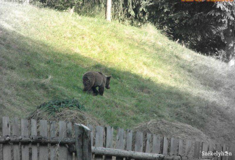 &bullet;  Fotó: Kertész László