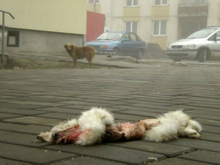 Veszettségkarantén!