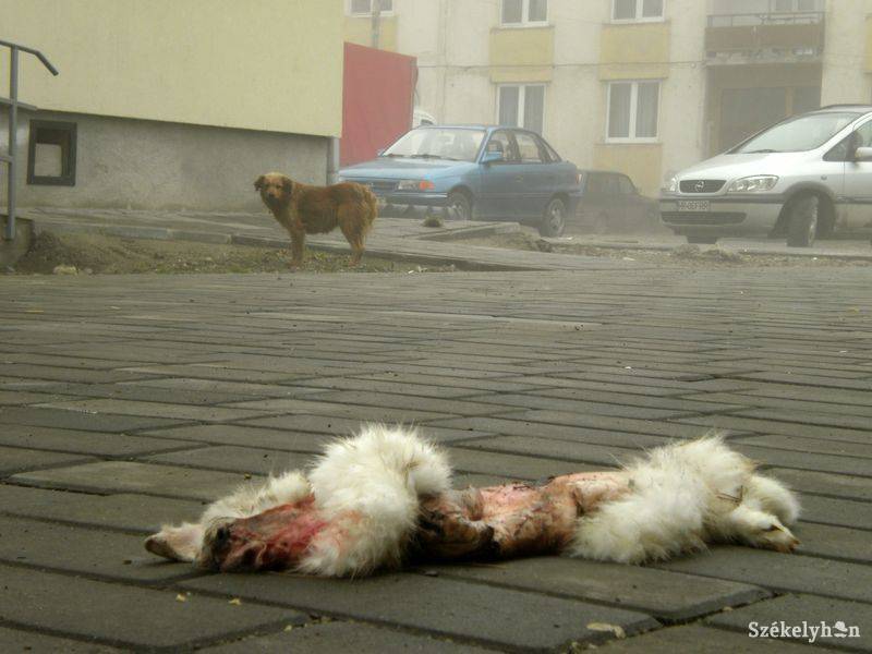 •  Fotó: Pethő Melánia