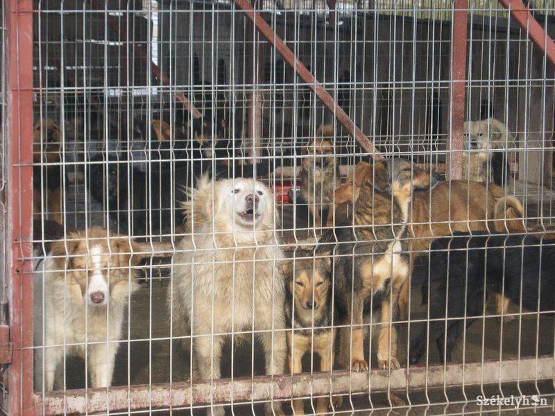 •  Fotó: Gergely Imre