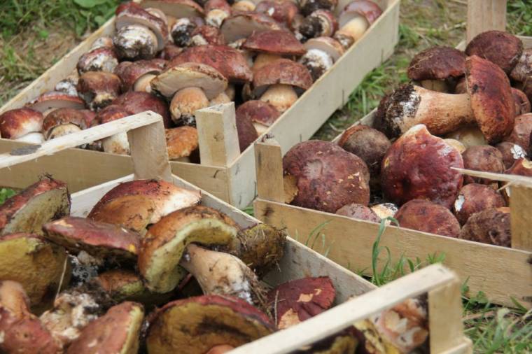 Újabb gombamérgezés Háromszéken