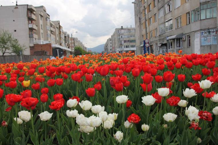 Gyergyószentmikós: a tulipánt is pusztítják