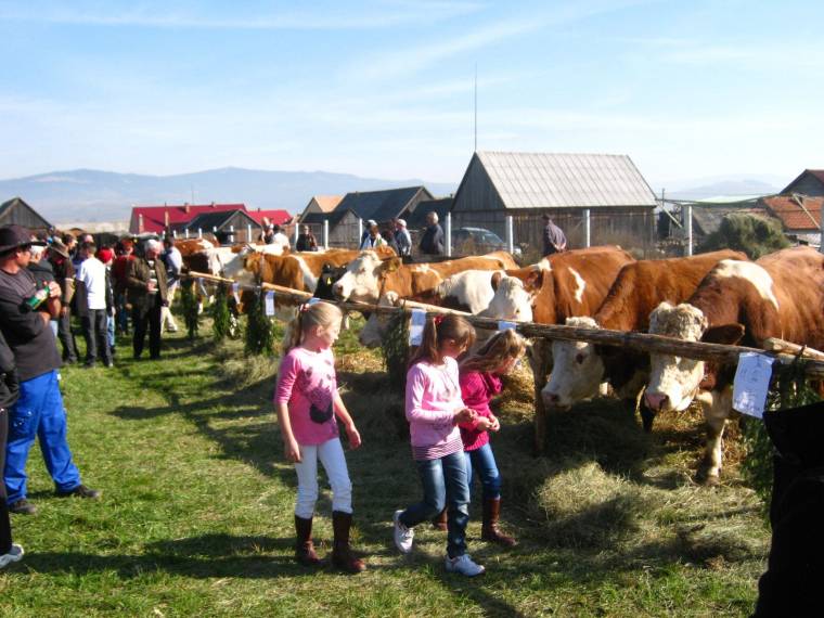 Óriástermények mustrája Gyergyóban